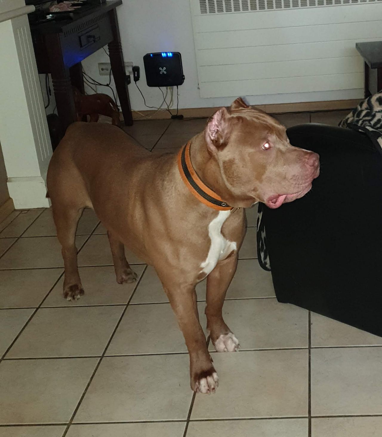 Photo of the dog