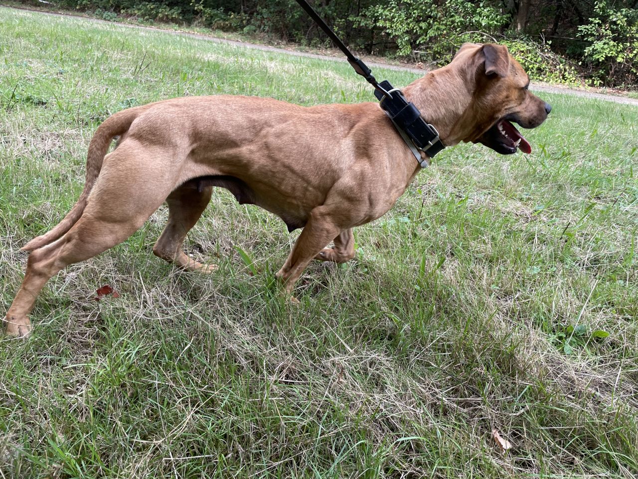 Photo of the dog