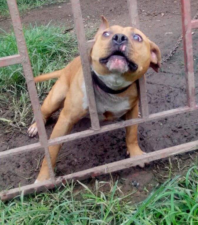 Photo of the dog