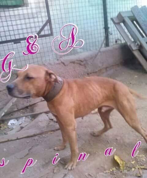 Photo of the dog