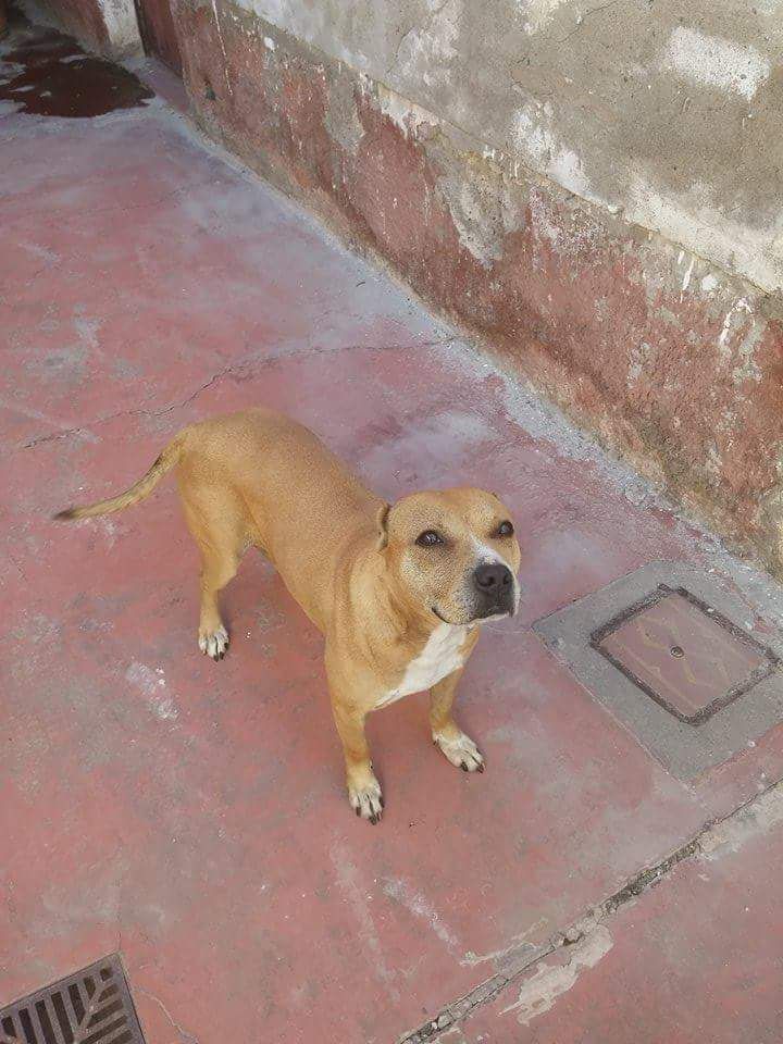 Photo of the dog