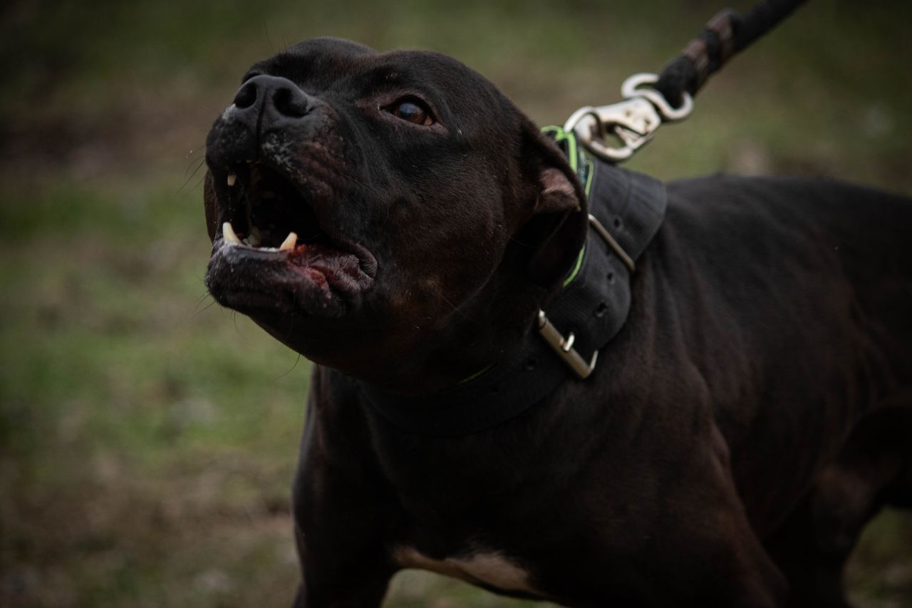 Photo of the dog