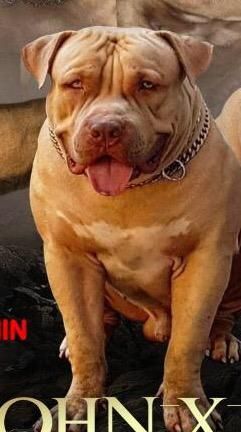 Photo of the dog