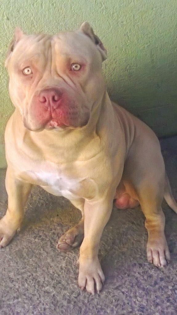 Photo of the dog