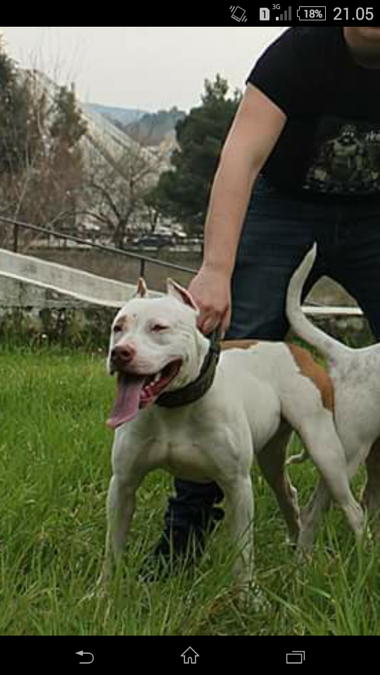 Photo of the dog