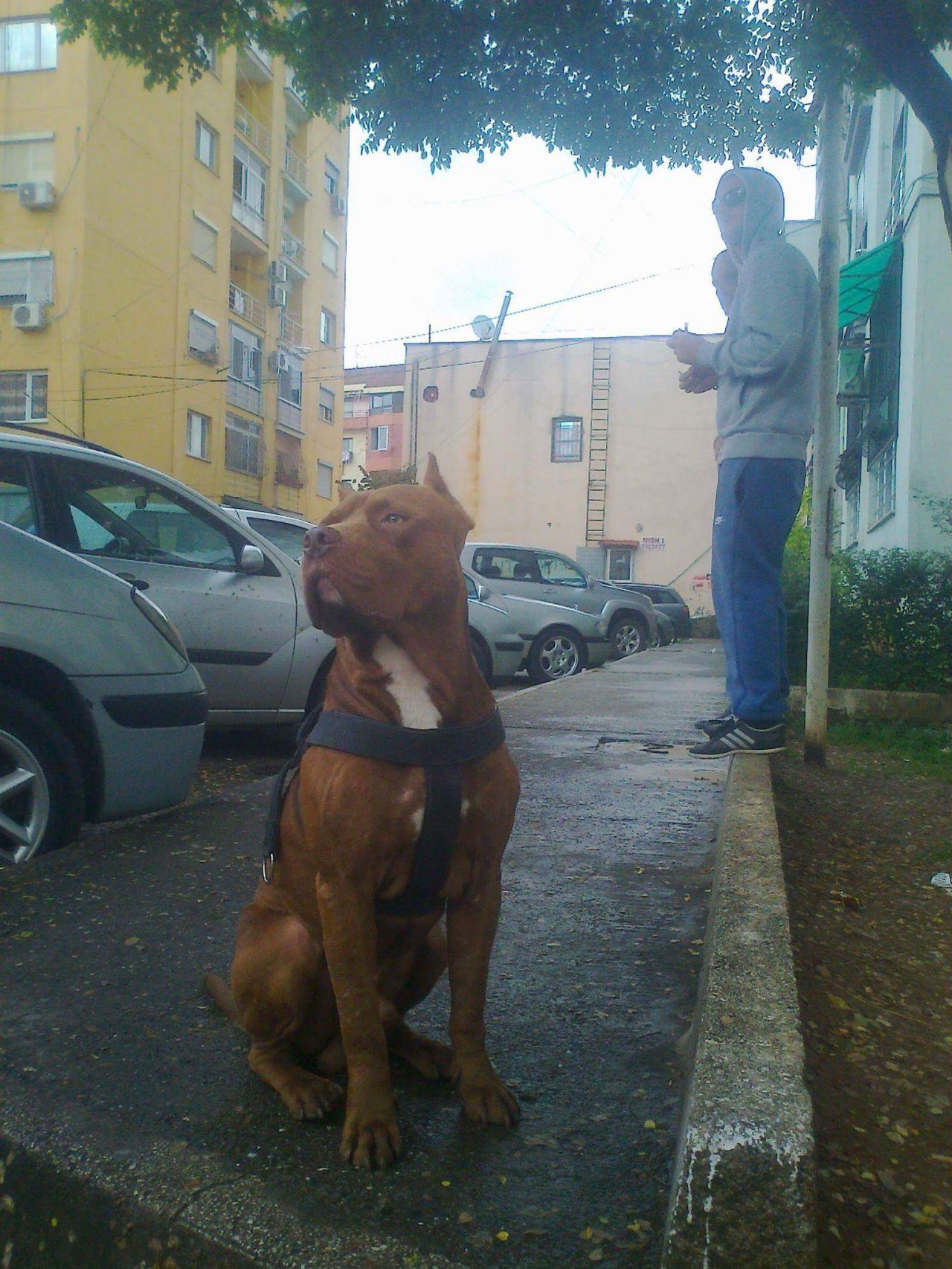 Photo of the dog