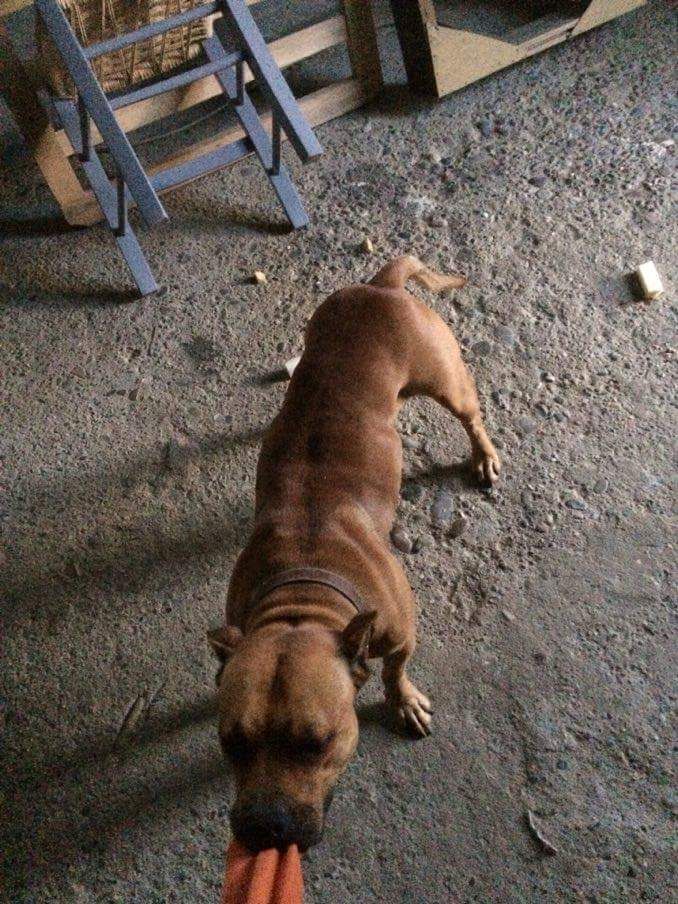 Photo of the dog