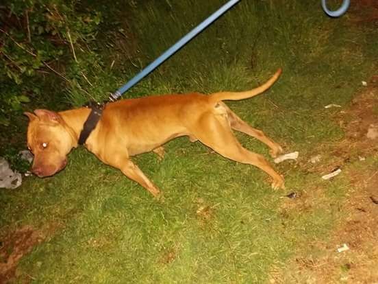 Photo of the dog