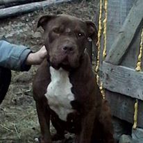 Photo of the dog