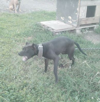 Photo of the dog