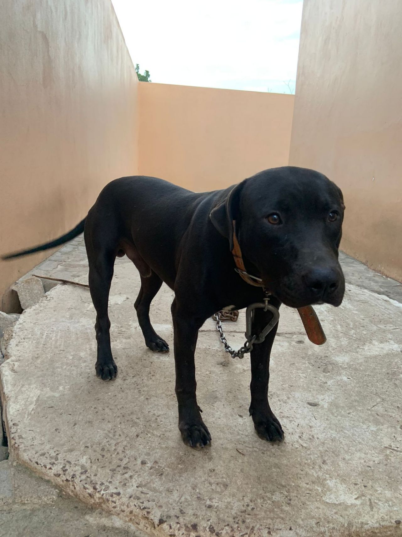 Photo of the dog