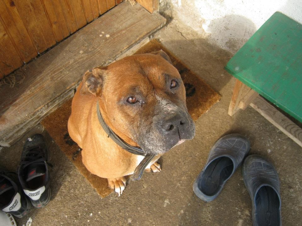 Photo of the dog