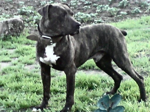 Photo of the dog