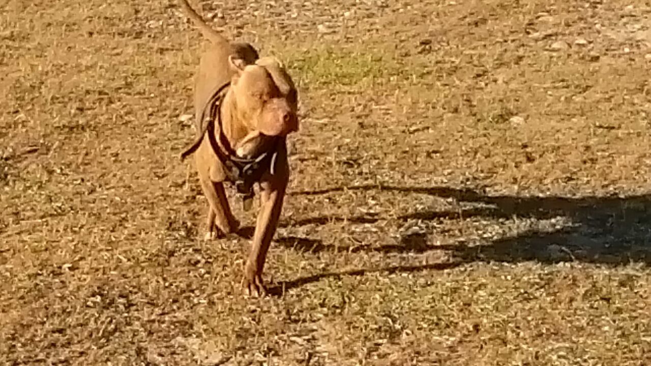 Photo of the dog