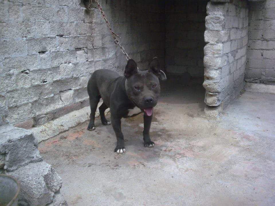 Photo of the dog