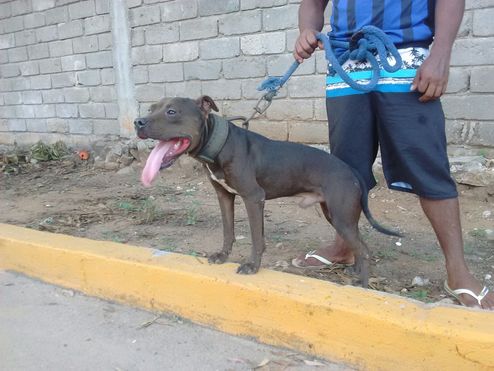 Photo of the dog
