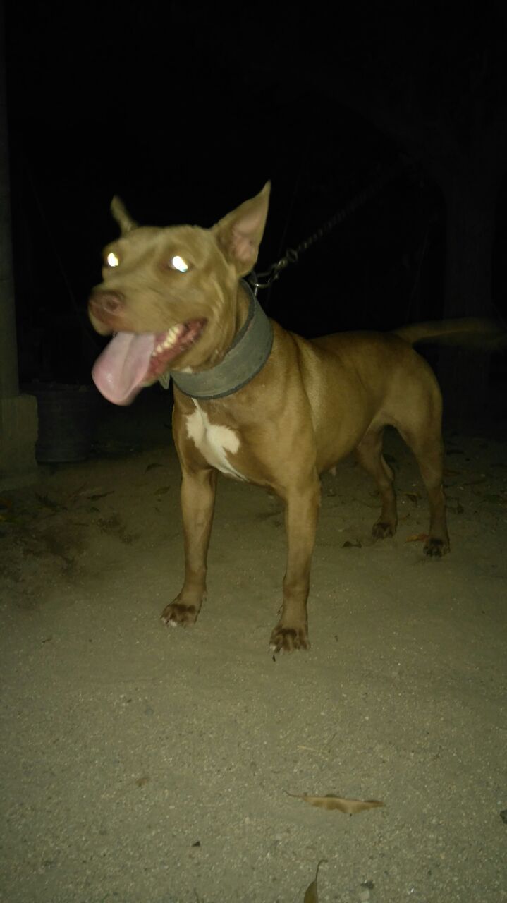 Photo of the dog