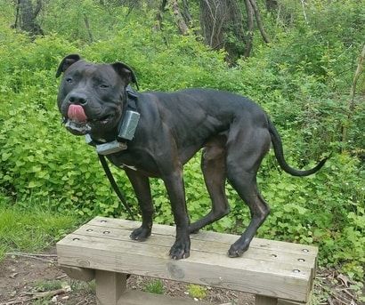 Photo of the dog