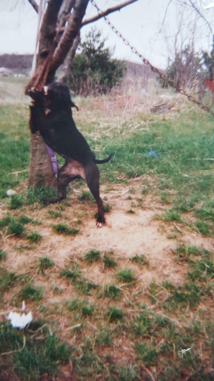 Photo of the dog