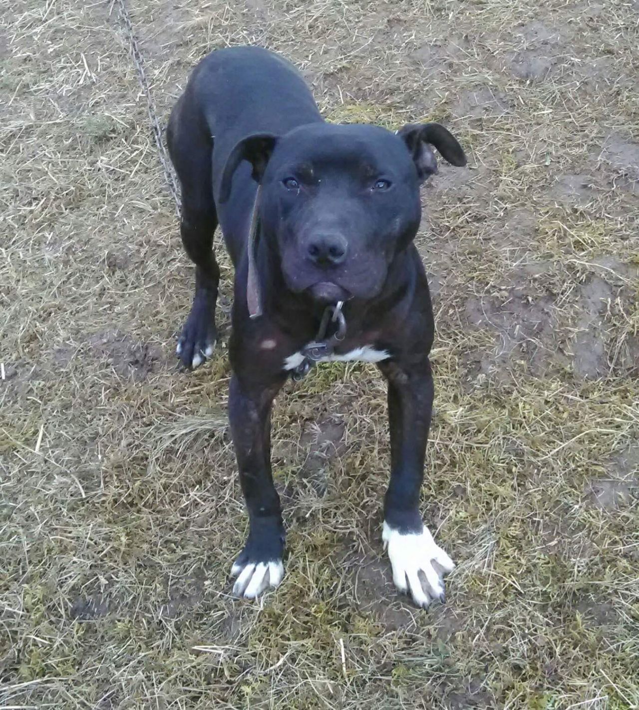 Photo of the dog