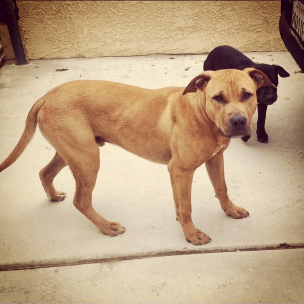 Photo of the dog