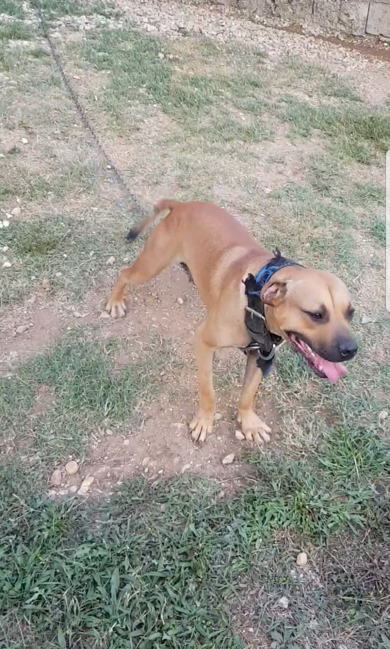Photo of the dog