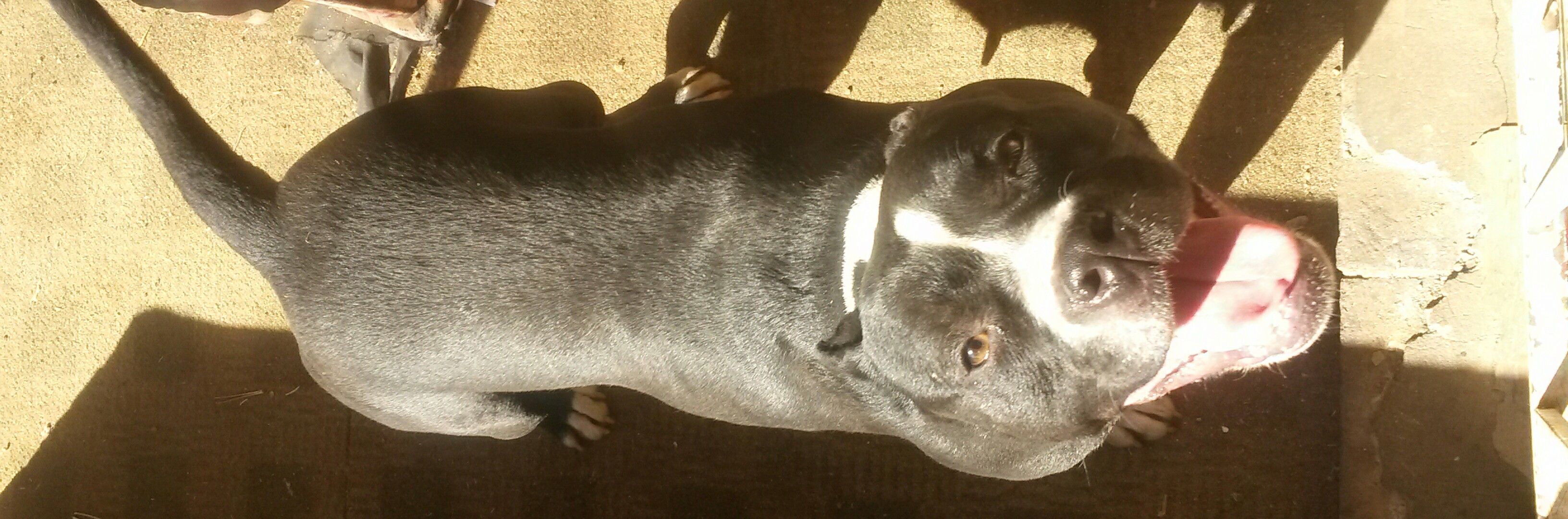 Photo of the dog