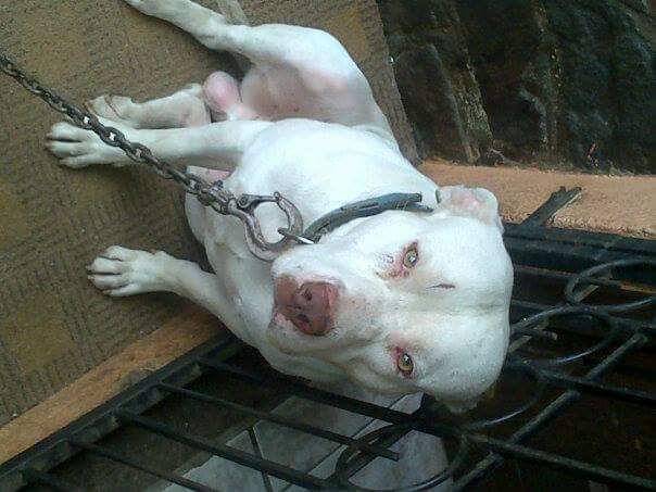 Photo of the dog