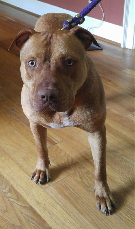 Photo of the dog