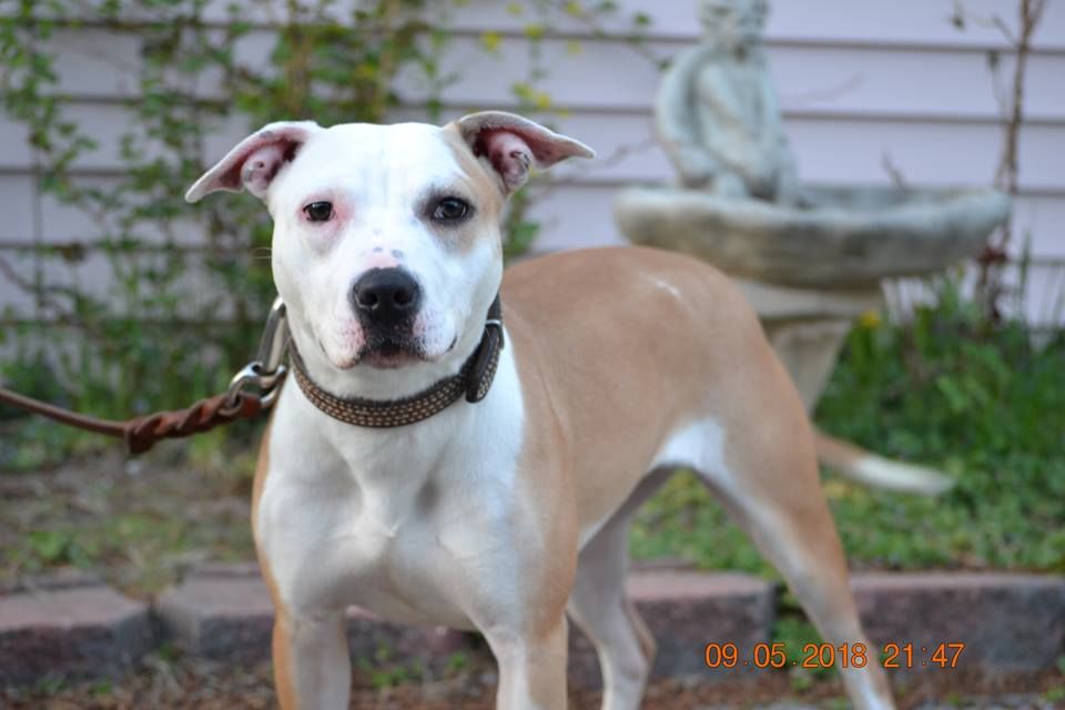 Photo of the dog