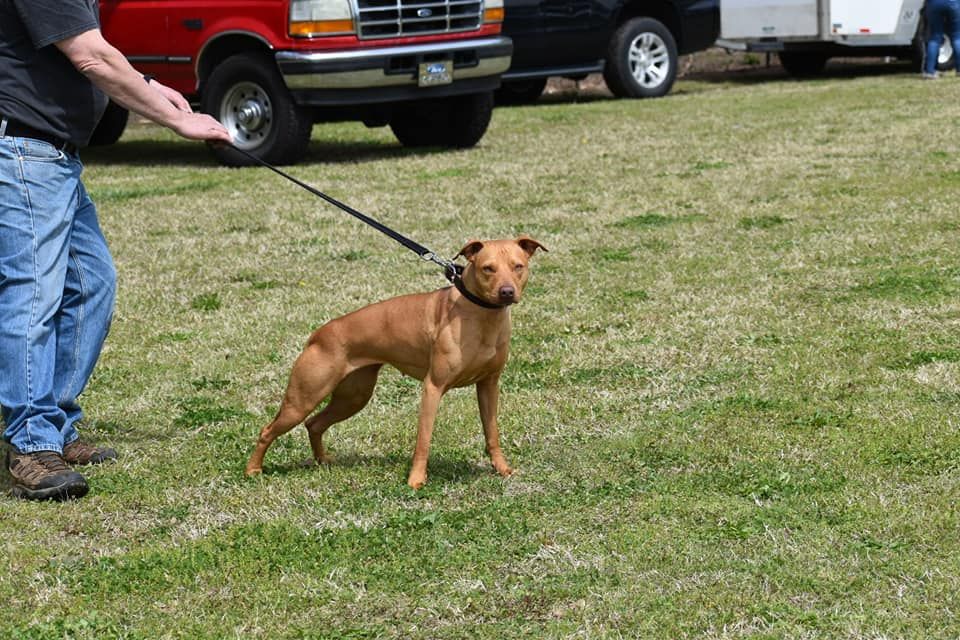 Photo of the dog