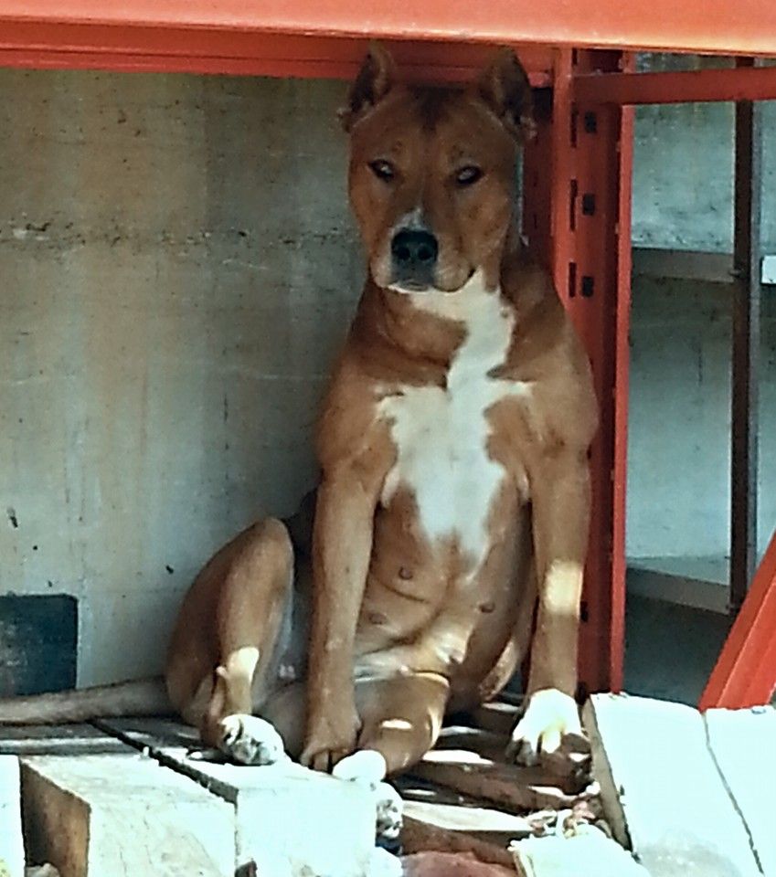Photo of the dog