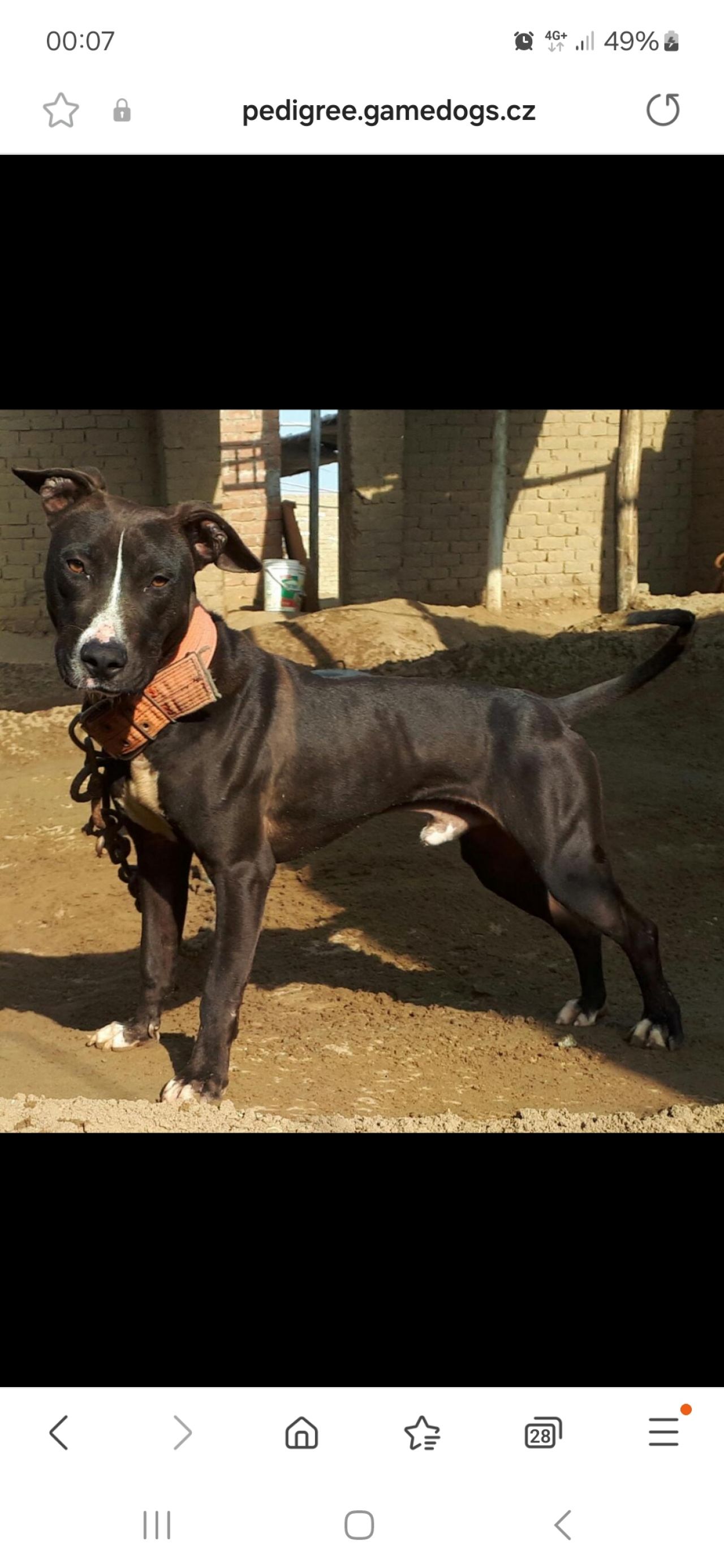 Photo of the dog