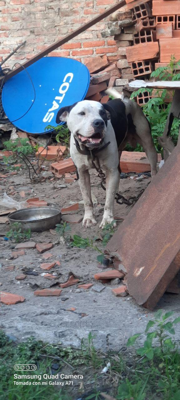 Photo of the dog