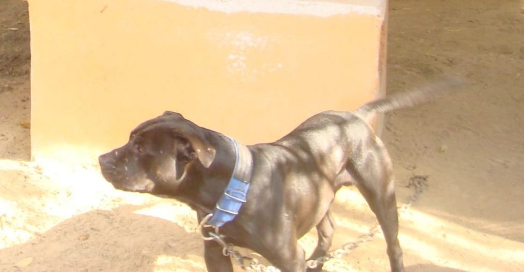 Photo of the dog