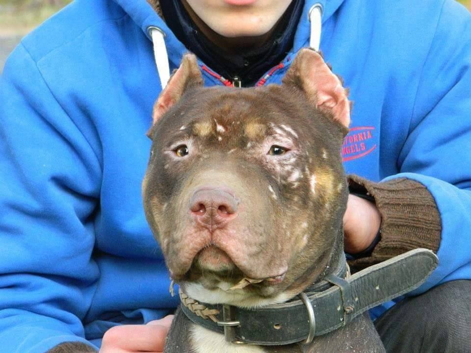 Photo of the dog
