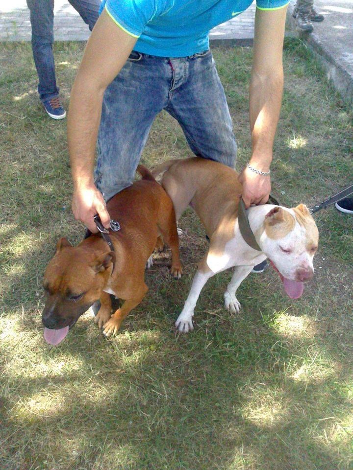 Photo of the dog