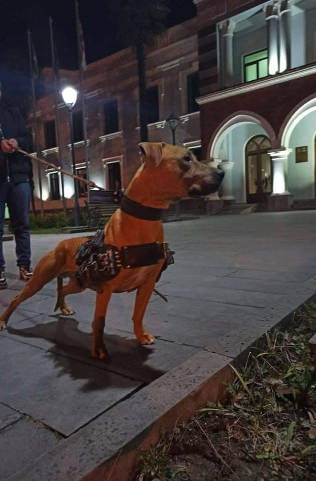 Photo of the dog