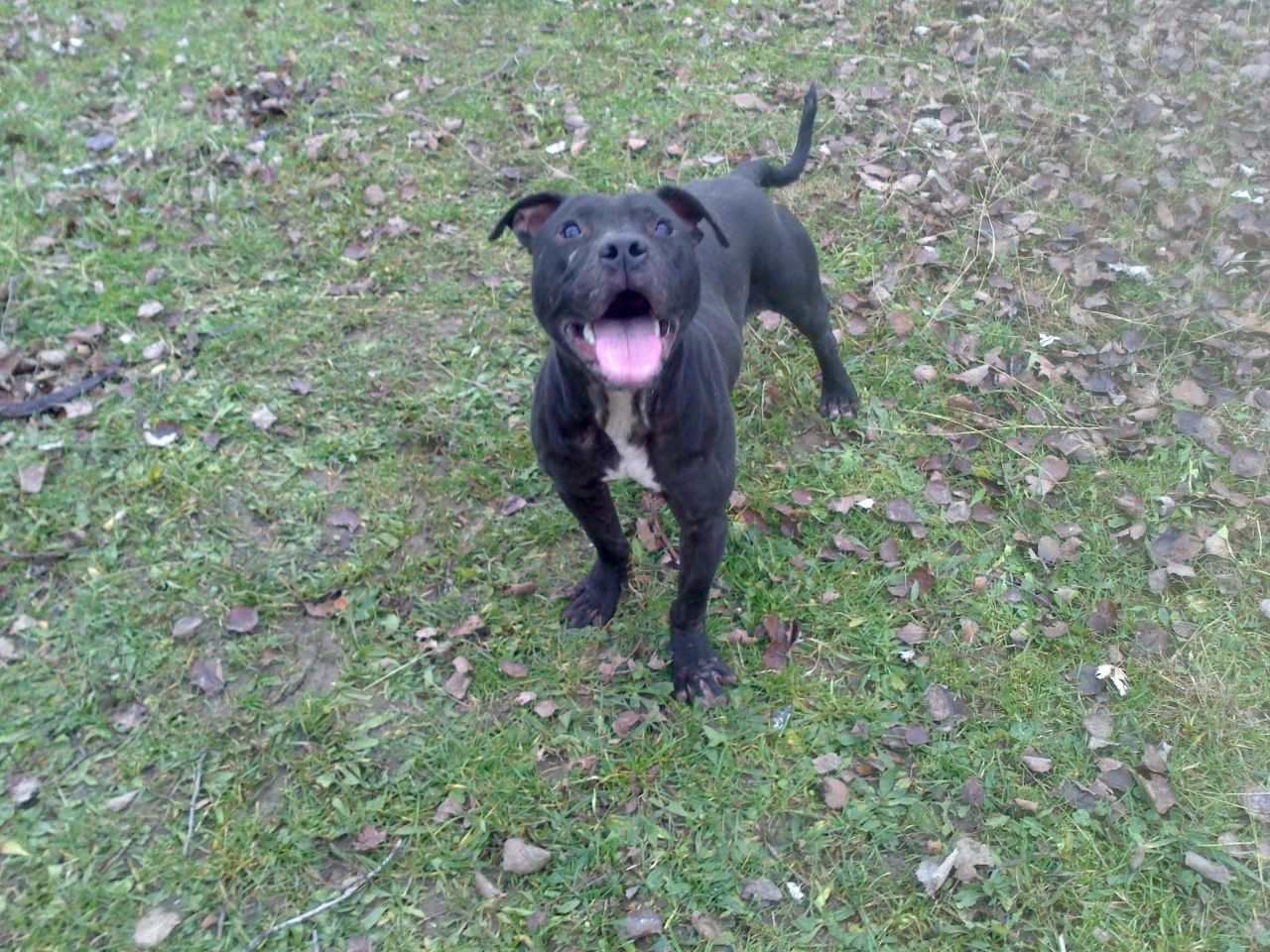 Photo of the dog