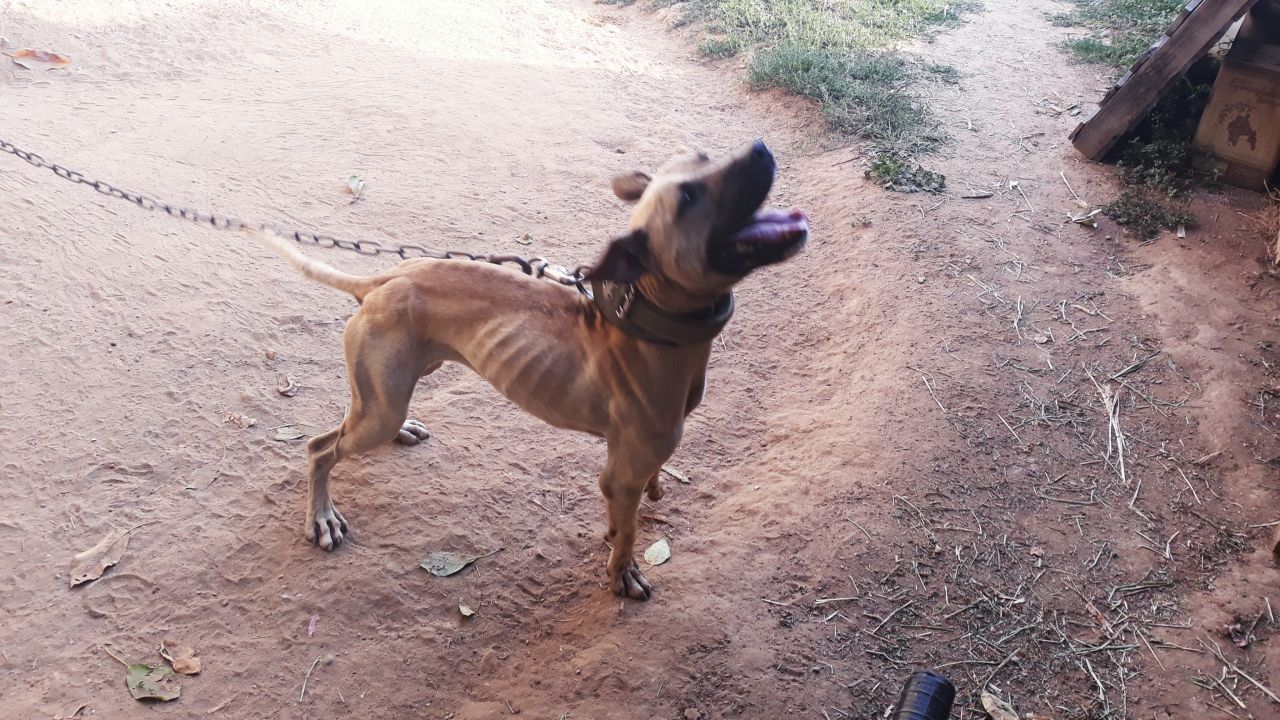 Photo of the dog