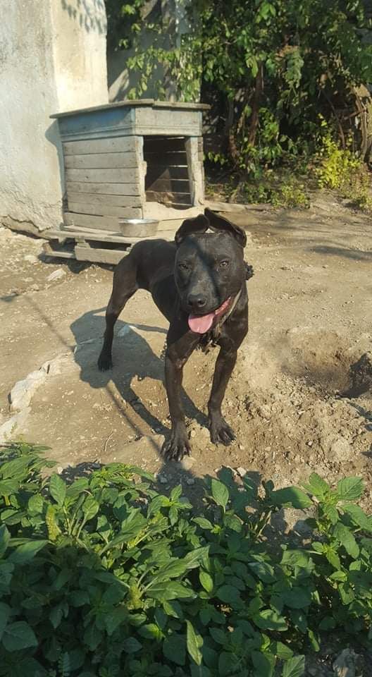 Photo of the dog