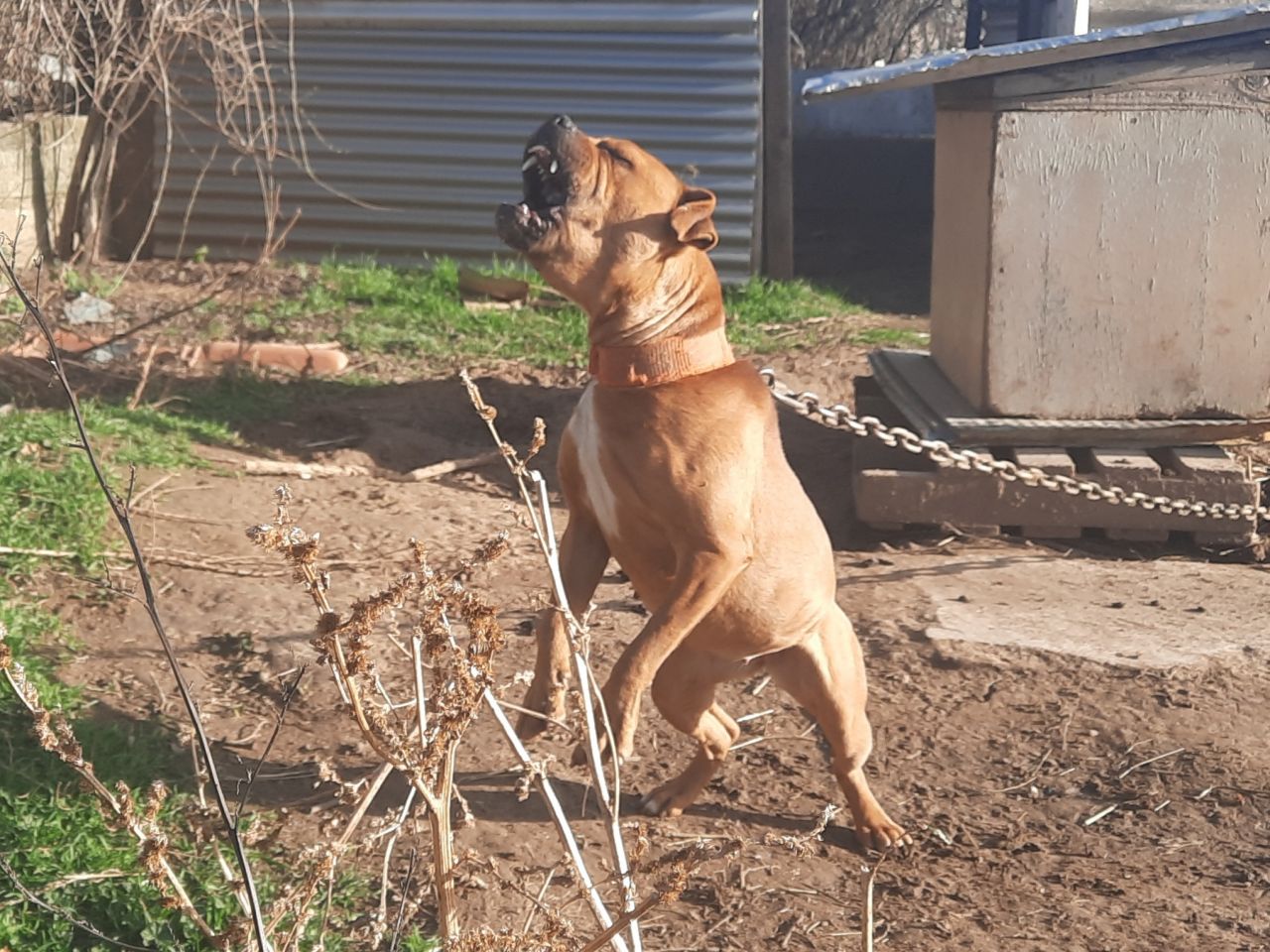 Photo of the dog