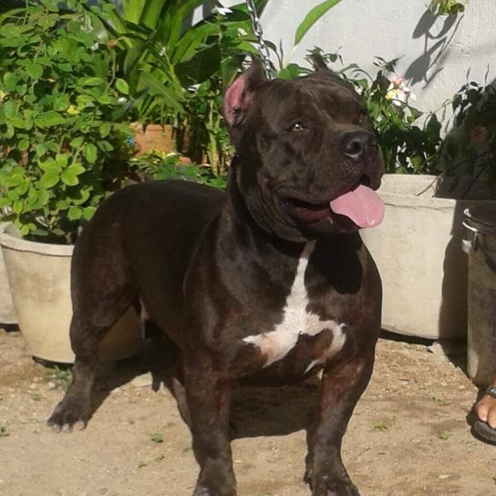 Photo of the dog