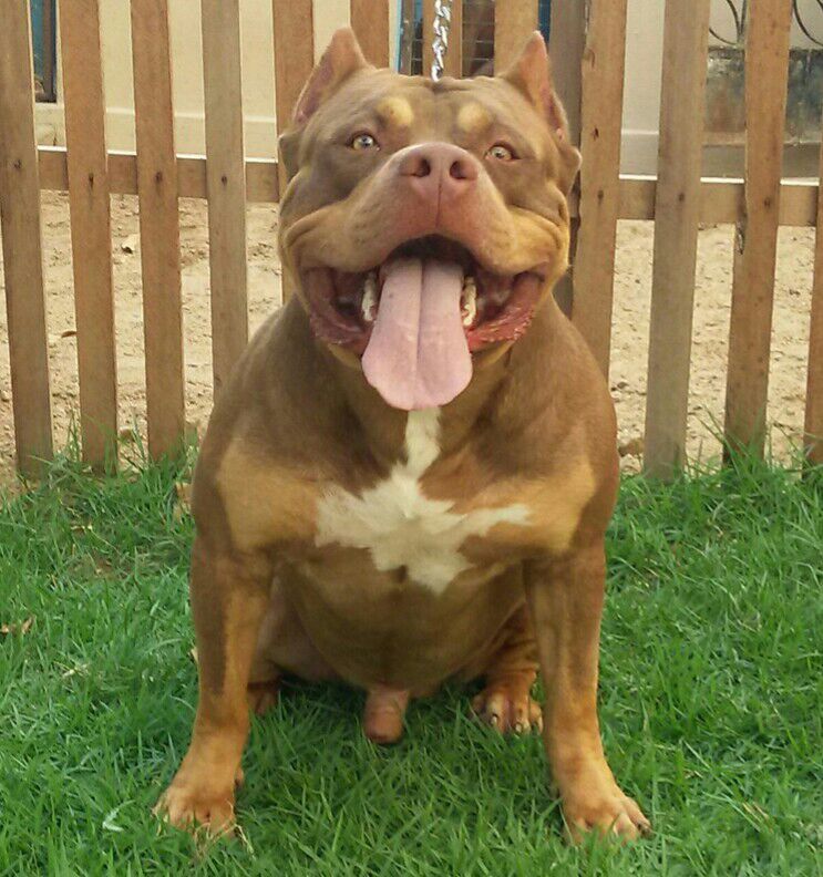 Photo of the dog