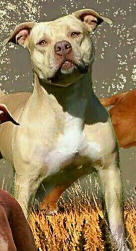 Photo of the dog