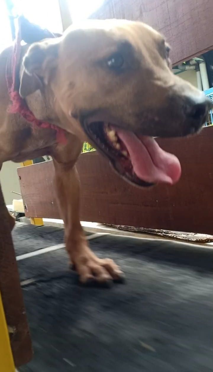 Photo of the dog