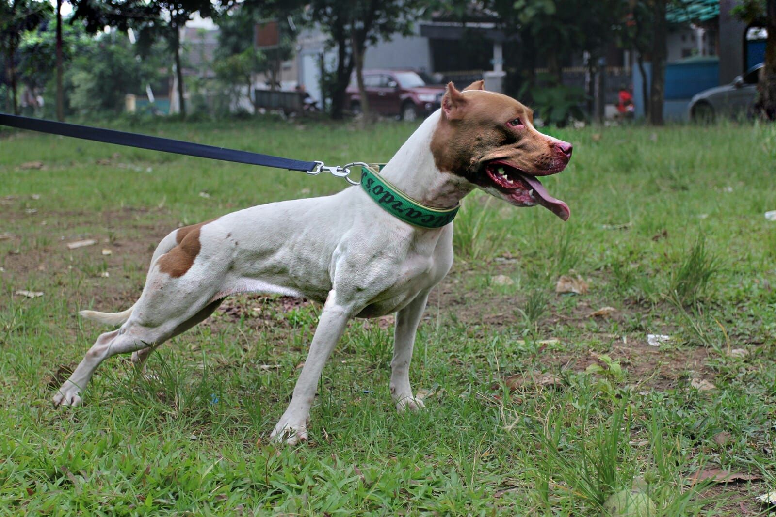 Photo of the dog