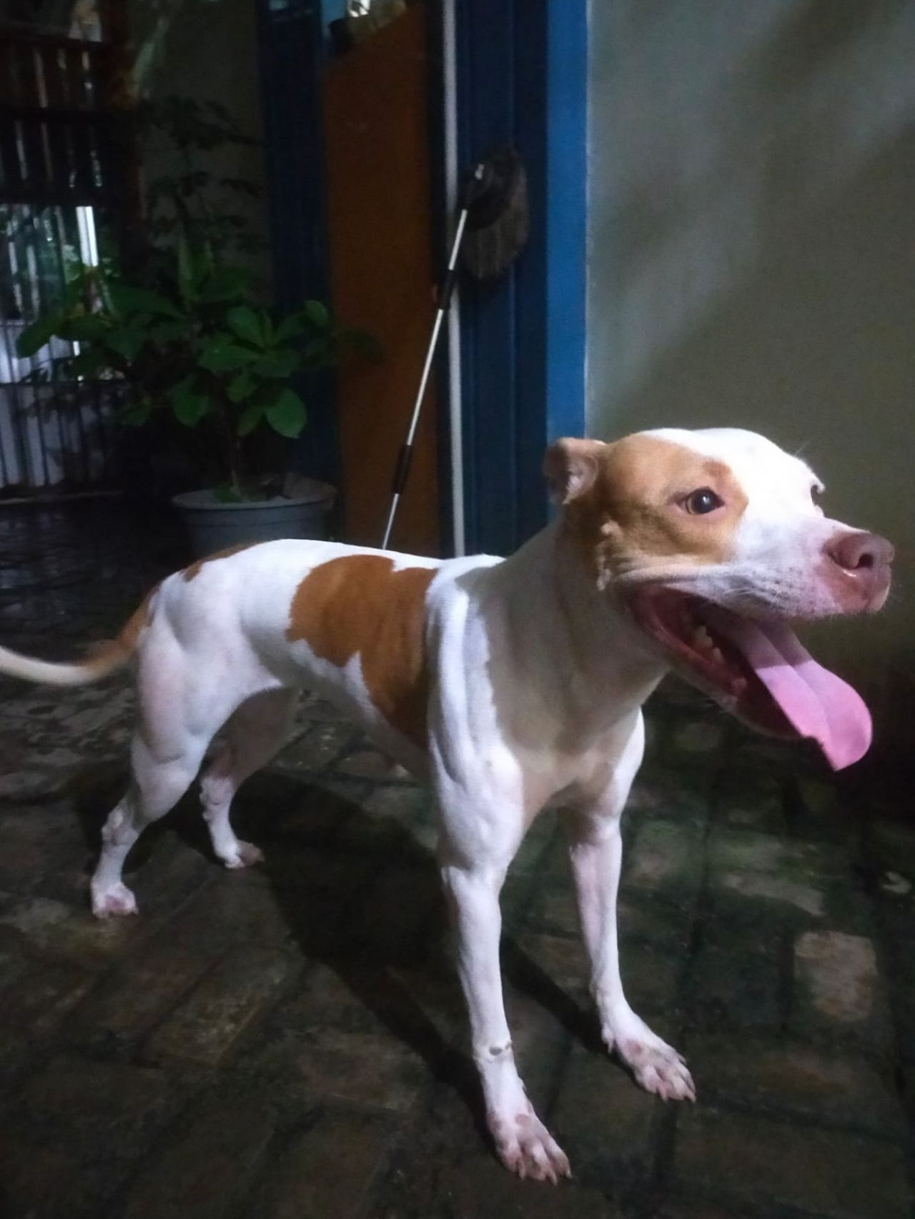 Photo of the dog