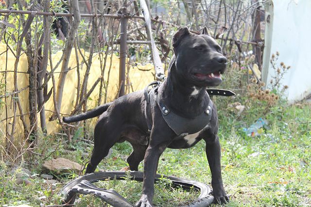 Photo of the dog