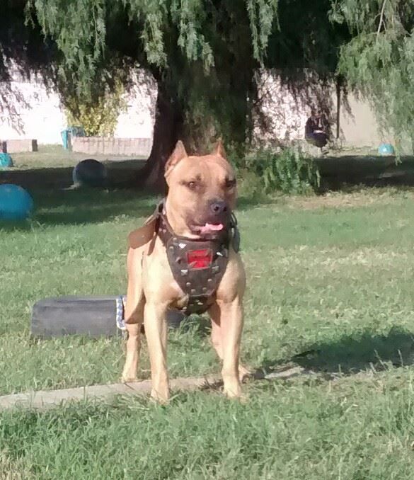 Photo of the dog